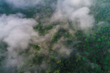 Green mountain tropical rain forest with fog in morning