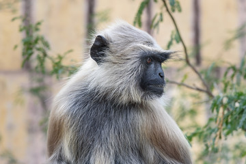 Fototapeta premium Portrait of Gray langur monkey in Amber fort. India
