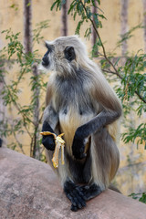 Gray langur monkey with banana In Amber fort. India