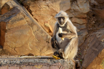 Gray langur monkey with banana In Amber fort. India
