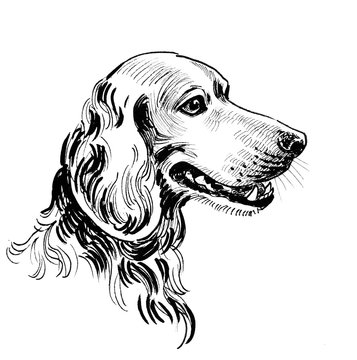 Hunting dog head. Ink black and white drawing