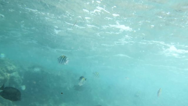 4k video of colorful fishes swimming in dirty sea water at dead coral reef