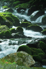 苔生した岩と激流の川