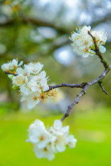 Fototapeta na wymiar Spring flowers cherries blossom white closeup