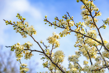 Spring flowers cherries blossom white closeup