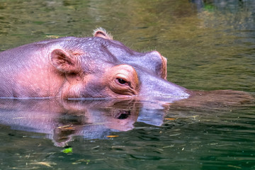 Hippo floating swimming eyes on water surface portrait