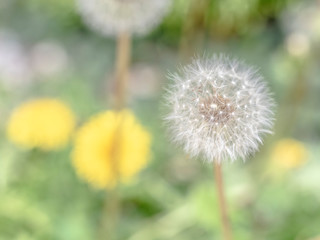 Fototapeta premium 春の終わり 1