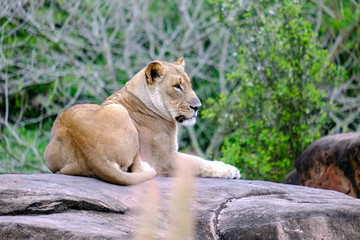 Mountain lion napping resting on rock big cat