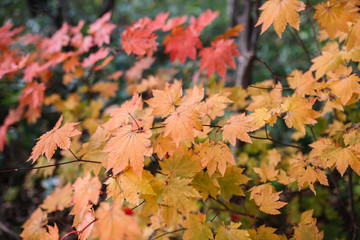 Autumn  season, yellow and red colours of Japanese maple leaves near Kamikochi in Nagano , Japan.