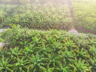 Aerial view palm plantation green forest morning sunrise