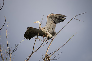 Great Blue Heron Landing In A Tree