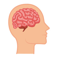 profile with brain human organ