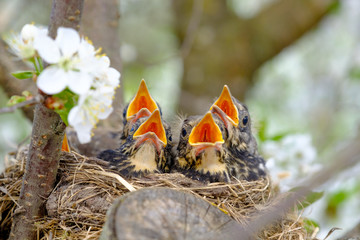 Group of baby bird with wide open mouth waiting for feeding. Nestling bird with orange beak on a tree branch in blossom tree close up.