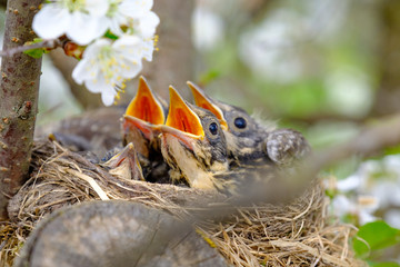 Bird brood in nest on blooming tree, baby birds, nesting with wide open orange beaks waiting for feeding.