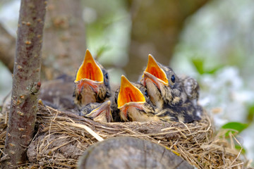 Bird brood in nest on blooming tree, baby birds, nesting with wide open orange beaks waiting for feeding.