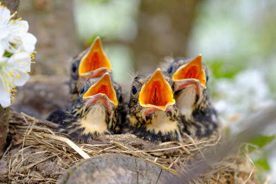 Bird brood in nest on blooming tree, baby birds, nesting with wide open orange beaks waiting for feeding.