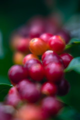 コーヒーの実DSC2253