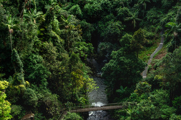 Fototapeta na wymiar waterfall in deep rainforest and bridge Australia Springbrook