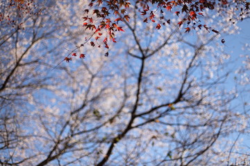 紅葉と四季桜