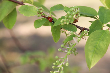 A small red beetle on a green branch of a Bush with flower buds in the spring forest