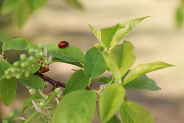 A small red beetle with black spots on a branch of cherry with buds in the spring forest