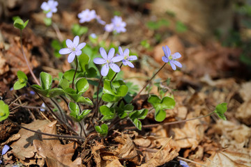The first spring blue flowers bloomed in the forest