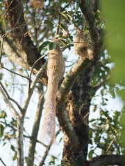 Nest Bird hanging on branch the tree nature background