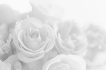 Abstract Beautiful white tone rose flower design background.