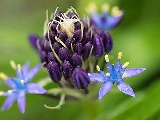 シラーペルビアナの花」