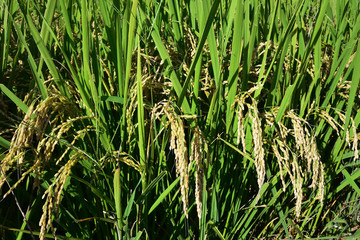 Rice filed, the harvest season
