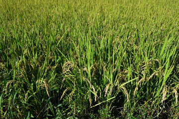 Rice filed, the harvest season