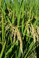 Rice filed, the harvest season