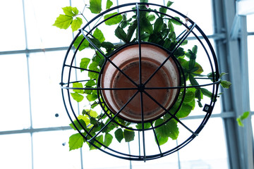 Planta enredadera en maceta de barro y estructura de hierro circular colgada del techo y fondo...