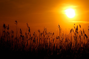 reed beds beautifully illuminated by the sun at sunset