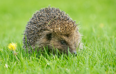 Hedgehog, Scientific name: Erinaceus Europaeus, wild, native, European hedgehog on green grass lawn in Springtime.  Landscape, horizontal.  Space for copy.