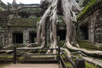 Fototapeta premium The famous Strangler fig tree growing on the ruins of Ta Prohm temple, Siem Reap, Cambodia