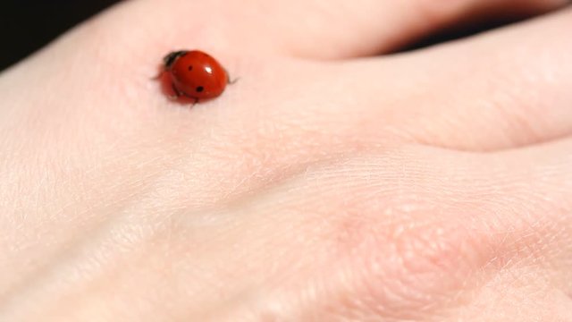 Ladybug on grass. Beautiful ladybug on leaf defocused background. Macro photo of Ladybug in the green grass. Macro bugs and insects world. Nature in spring concept. Ladybug in hands.