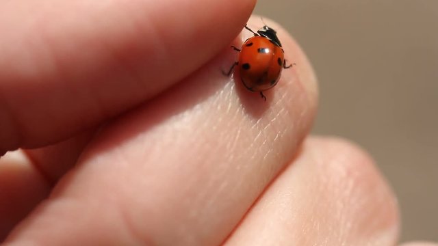 Ladybug on grass. Beautiful ladybug on leaf defocused background. Macro photo of Ladybug in the green grass. Macro bugs and insects world. Nature in spring concept. Ladybug in hands.