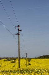 A line of electric poles with cables of electricity in a rape field with a forest in background.
