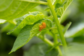 Colorado potato beetle (Leptinotarsa decemlineata) eggs on a leaf in a garden.