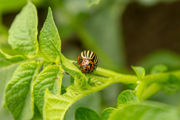 Colorado potato beetle (Leptinotarsa decemlineata) eats  potato leaves in the garden.
