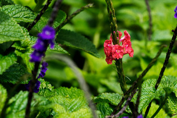 Primer plano de flor roja con tallo en campo de hojas verdes y otras flores moradas