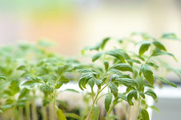 Young tomato sprouts with green leaves. Tomato seedlings on a light background
