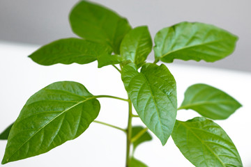 Young green seedlings of sweet pepper with juicy leaves. Seedlings of bell pepper on a light background