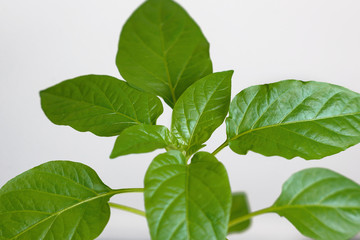 Young green seedlings of sweet pepper with juicy leaves. Seedlings of bell pepper on a light background