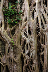 Vegetation growing over the ruins of the beautiful temple of Ta Prohm, Siem Reap, Cambodia