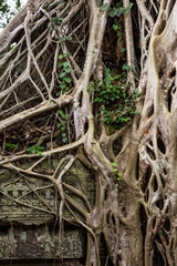 Vegetation growing over the ruins of the beautiful temple of Ta Prohm, Siem Reap, Cambodia