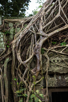 Vegetation growing over the ruins of the beautiful temple of Ta Prohm, Siem Reap, Cambodia