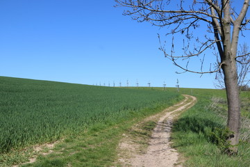 Fototapeta na wymiar Wanderweg zwischen Feldern mit jungen Bäumen