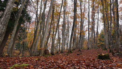 Beautiful beech forest 